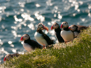 Puffins, Fratercula arctica, Papey Island, Iceland Puffins, Fratercula arctica, Papey Island, Iceland